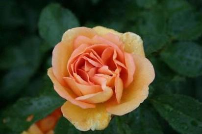 Rose Maigold