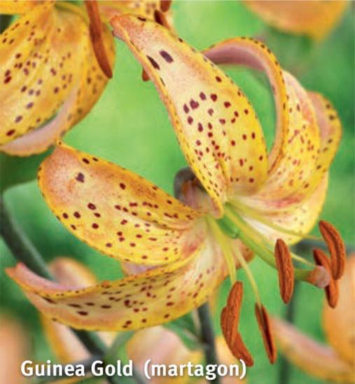 Lilium Guinea Gold, 2 stk.