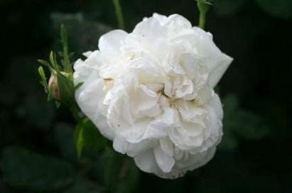 Rose Rosa Madame Plantier