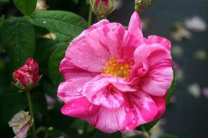 Rose Rosa Mundi