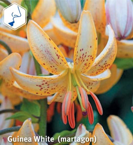 Lilium Guinea White, 2 stk.