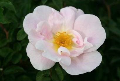 Rose Nevada