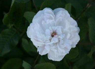 Rose White Jacques Cartier