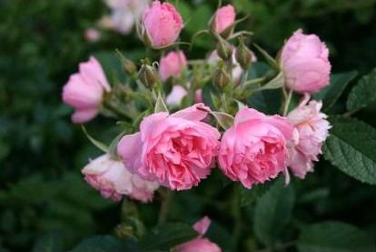 Rose Pink Grootendorst