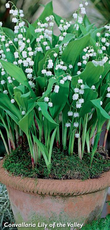 Convallaria Lilly of the Valley