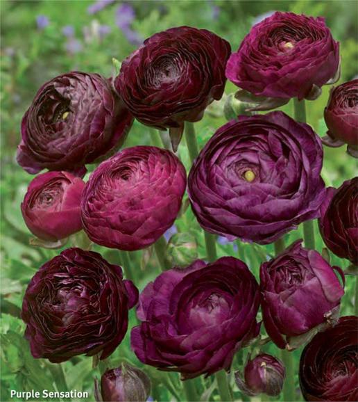 Ranunculus Purple Sensation