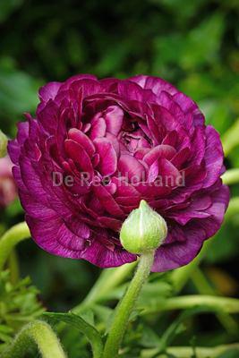 Ranunculus Purple Sensation