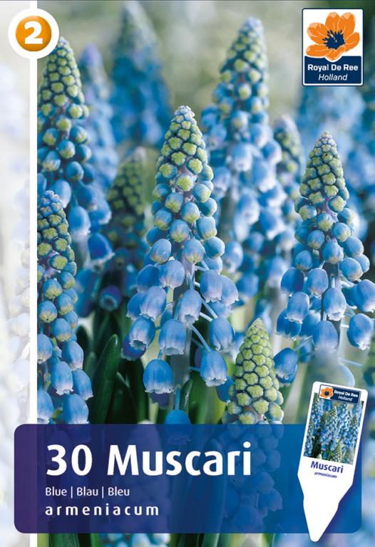 Muscari armeniacum Blue