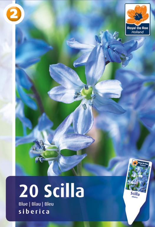 Scilla siberica, 20 stk.