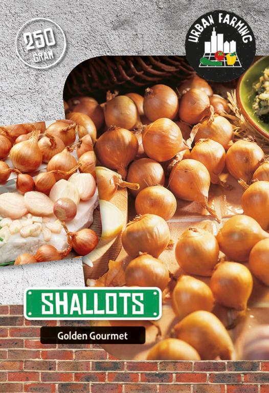 Shallot 'Golden Gourmet'