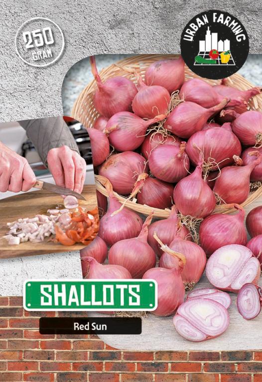 Shallot 'Red Sun'