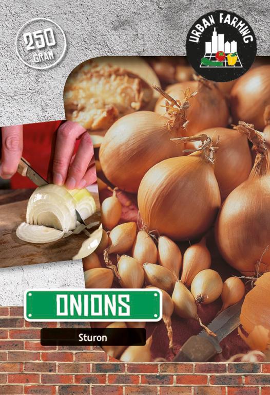 Onion 'Sturon'