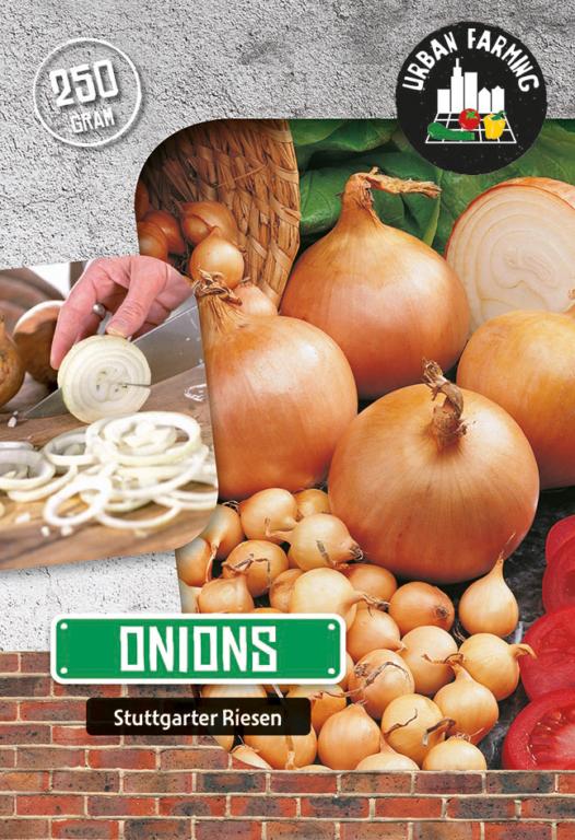 Onion 'Stuttgarter Riesen'