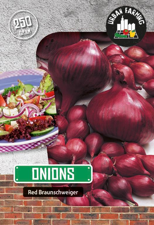 Onion 'Red Braunschweiger'