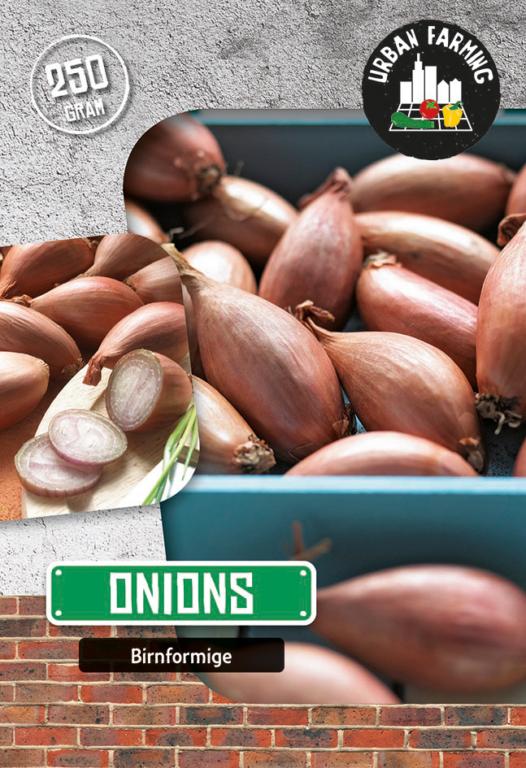 Onion 'Birnformige'