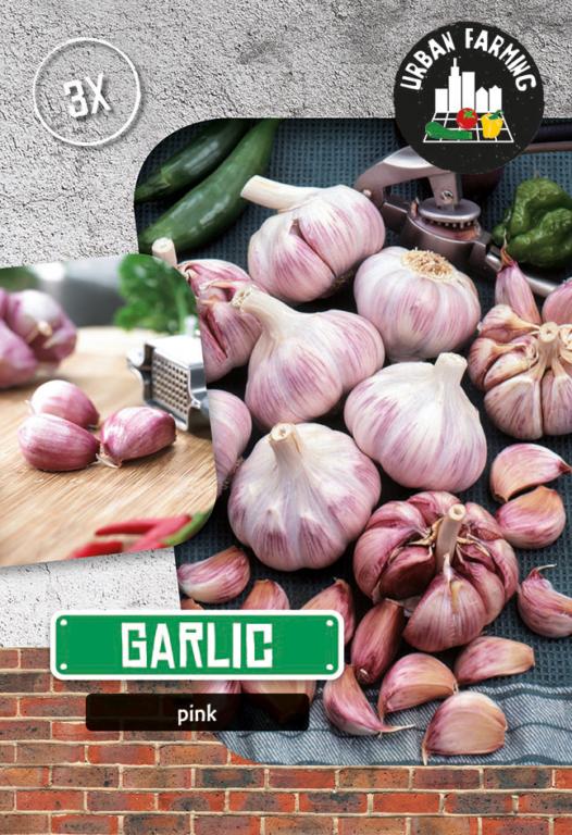 Garlic Pink