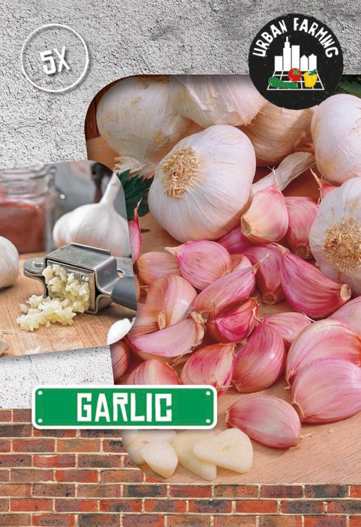 Garlic