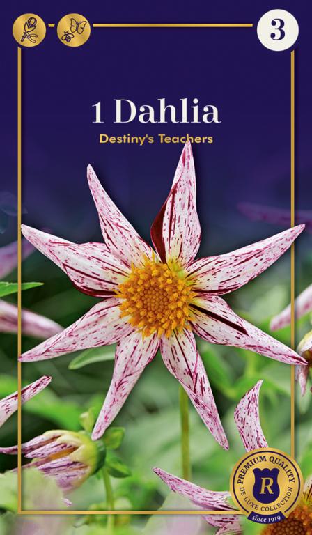 Dahlia Destiny's Teachers