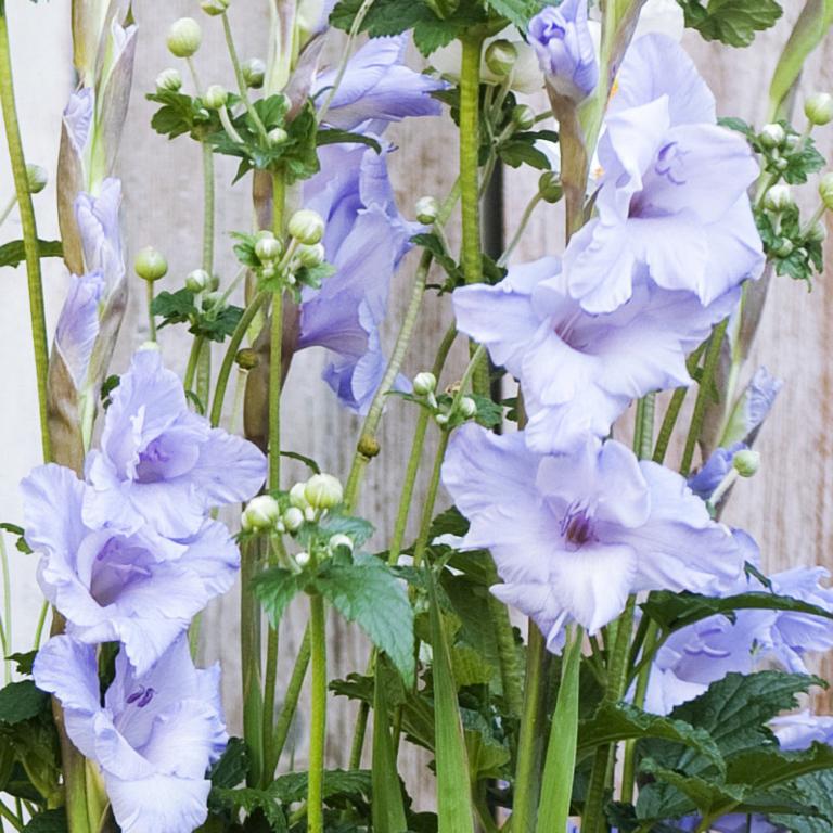 Gladiolus 'Milka'