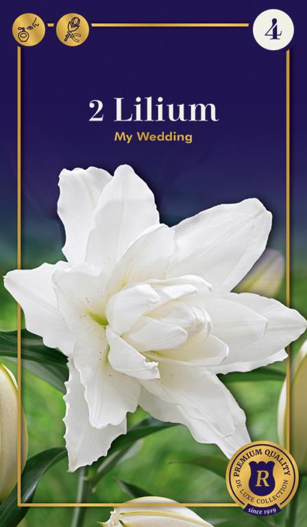 Lilium My Wedding