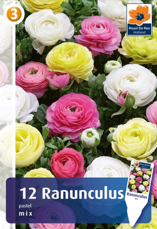 Ranunculus Pastel Mixture