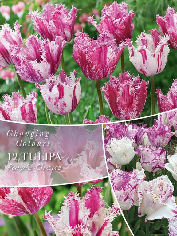 Tulipa Purple Circus