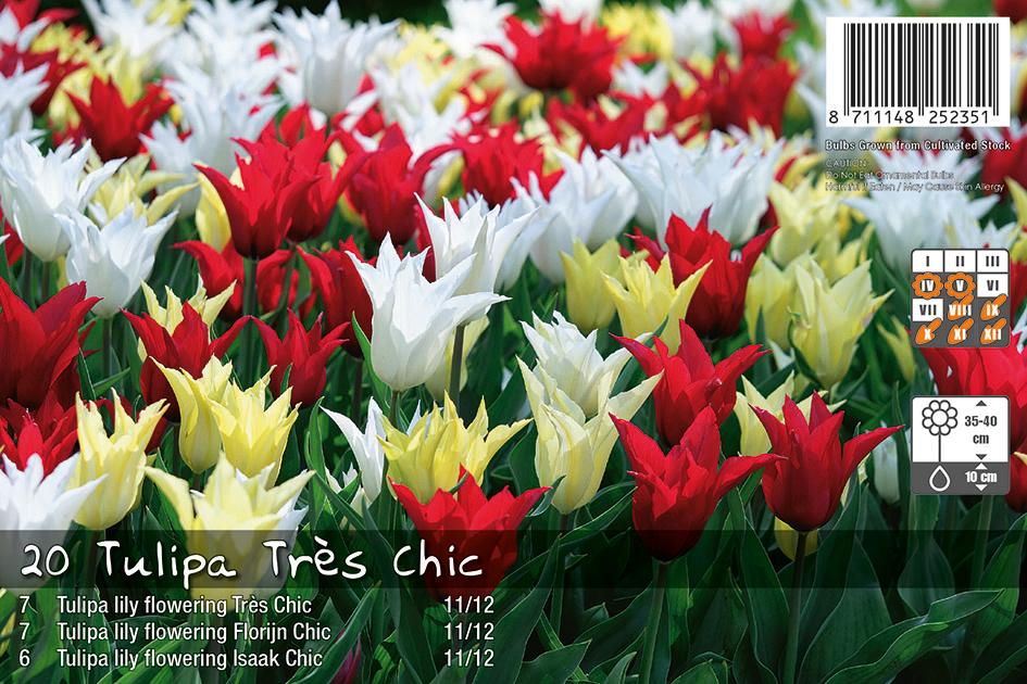 Tulipa Tres Chic