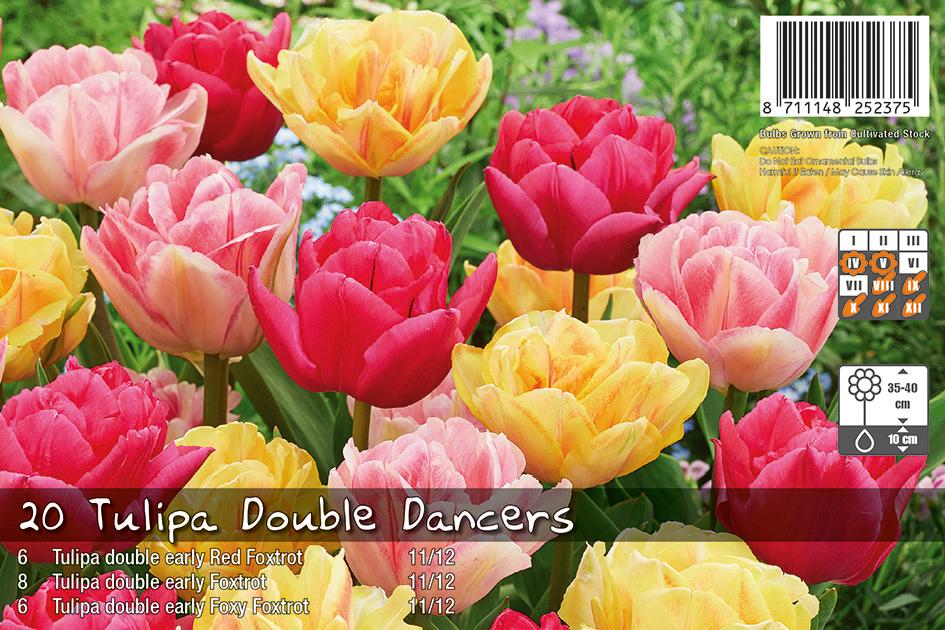 Tulipa Double Dancers