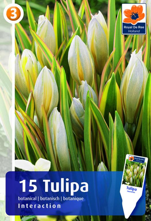 Tulipa Interaction