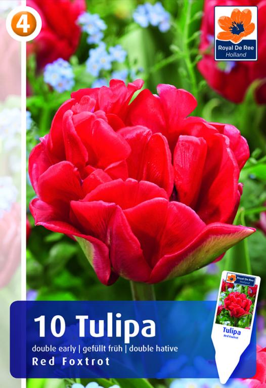 Tulipa Red Foxtrot