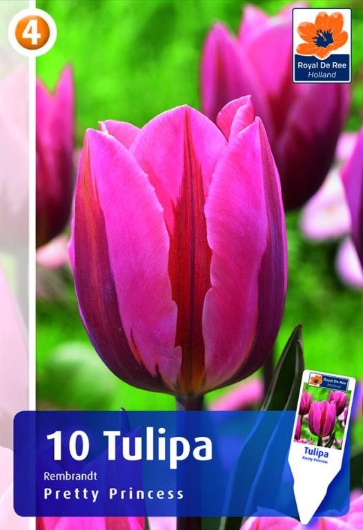 Tulipa Pretty Princess