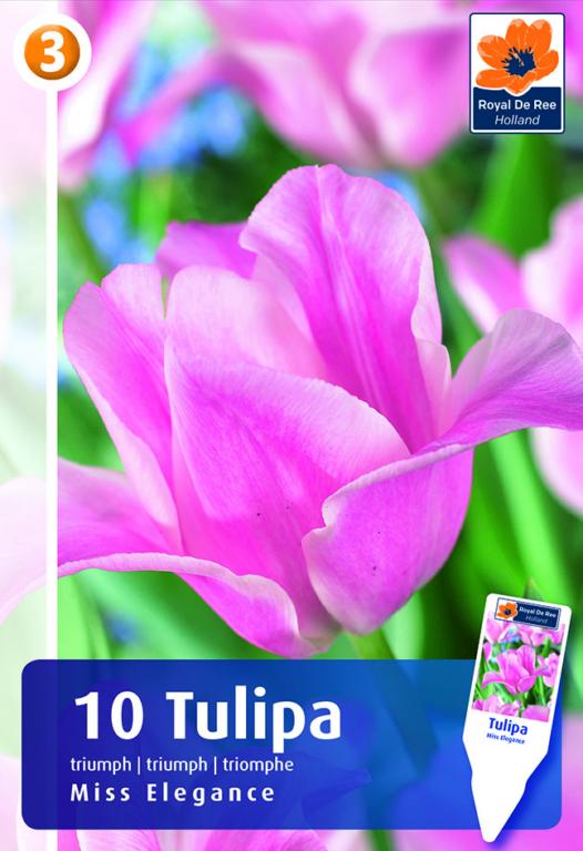 Tulipa Miss Elegance