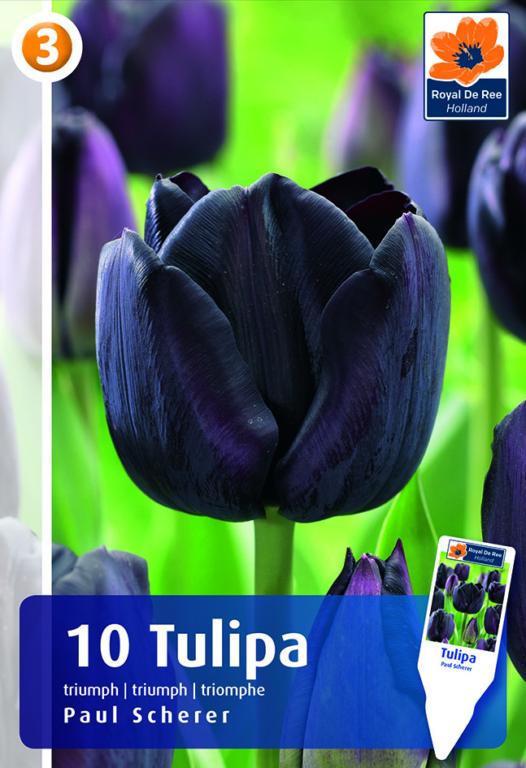 Tulipa Paul Scherer