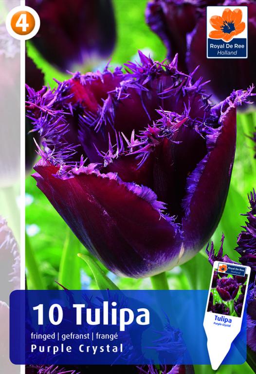 Tulipa Purple Crystal