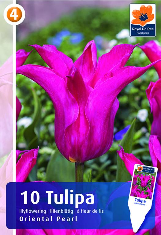 Tulipa Oriental Pearl