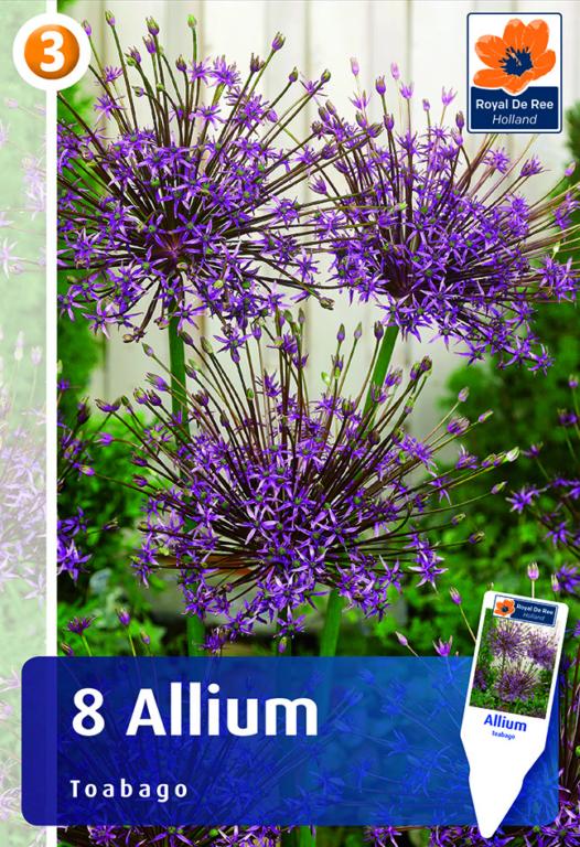 Allium Toabago