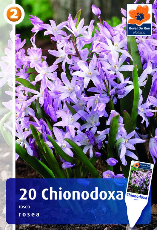 Chionodoxa Rosea