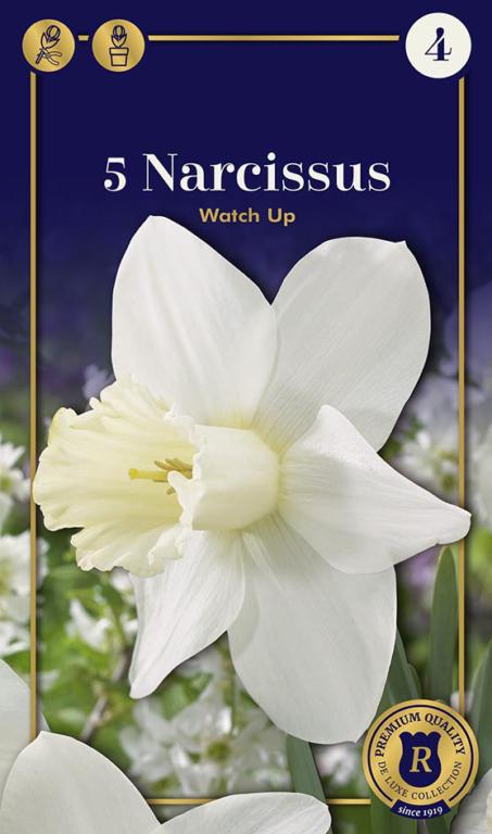 Narcissus Watch Up