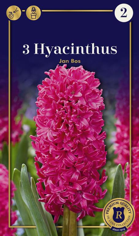 Hyacinthus Jan Bos
