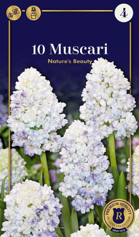 Muscari Nature's Beauty