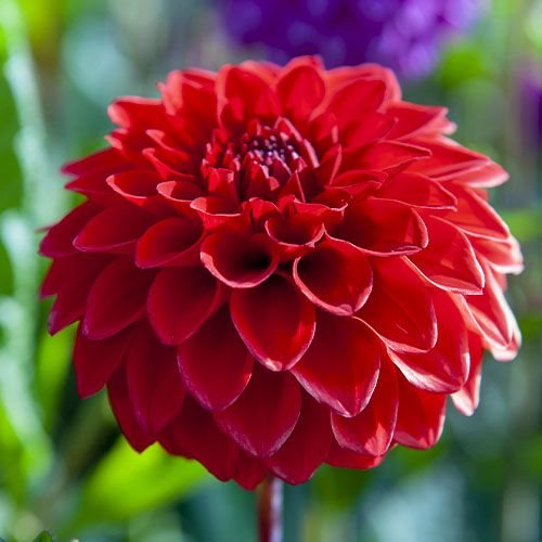 Dahlia Red Cap
