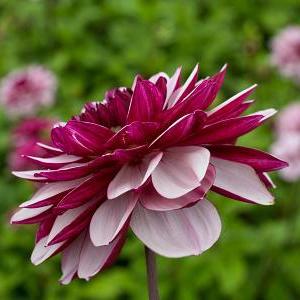 Dahlia 'Creme De Cassis'