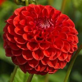 Dahlia 'Sunny Boy Red'
