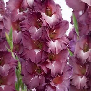 Gladiolus 'Indian Summer'