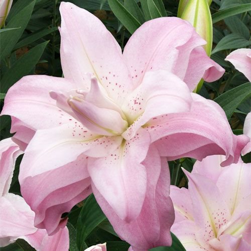 Lilium Lotus Queen