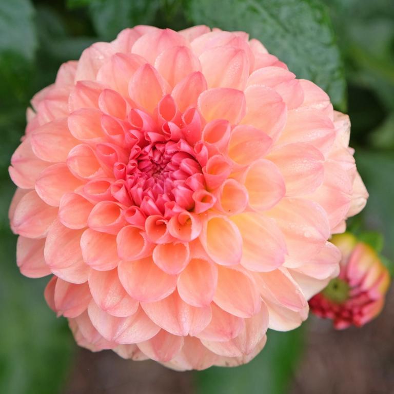 Dahlia 'Sebastian'