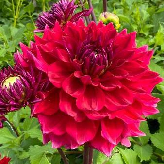 Dahlia 'Zorro'