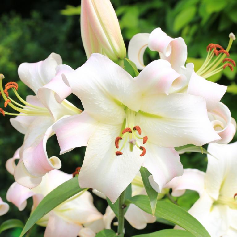 Lilium 'Pretty Woman'