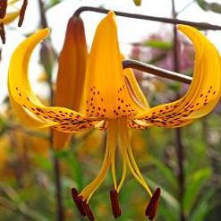 Lilium 'Leichtlinii'