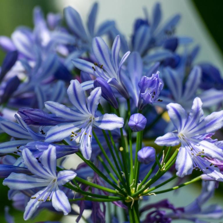 Agapanthus blue